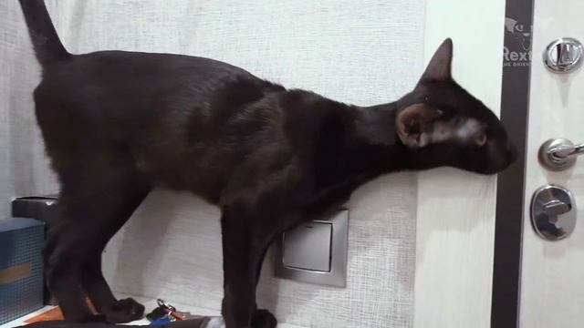 Oriental Shorthair Cat Talking And Meowing | Black Oriental Cat | Oriental Shorthair Honk смотреть онлайн