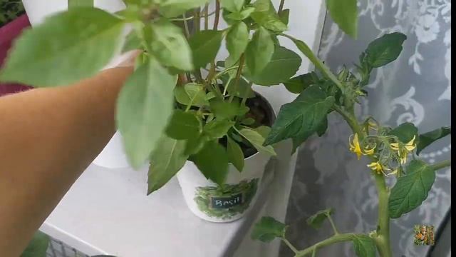 Огород на балконе 2022 .Весь сезон в одном видео ! смотреть онлайн