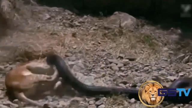 Python and lion, The bite force and agility of the lion make it an easy win compared to the snake. смотреть онлайн