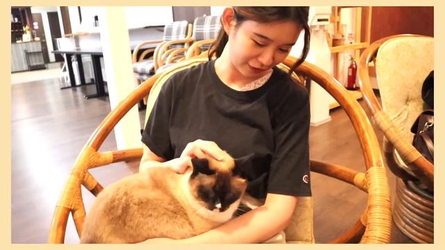 This CAT won't stop LICKING US @PENSION LAVENDER & LOCAL FURANO HOMEY FOOD BAHASA INDONESIA | VLOG смотреть онлайн