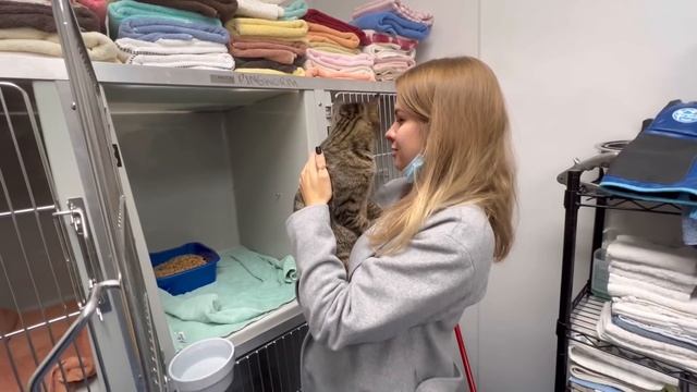 #19 | Как мы себе жизнь усложняли… | Приют в США, взяли кота! Житейский влог смотреть онлайн