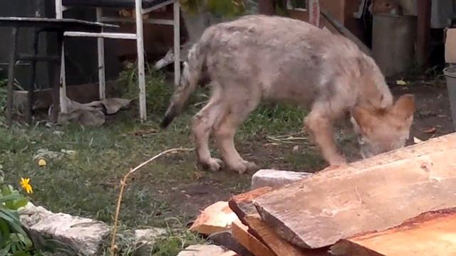 волк и маламут, щенки смотреть онлайн