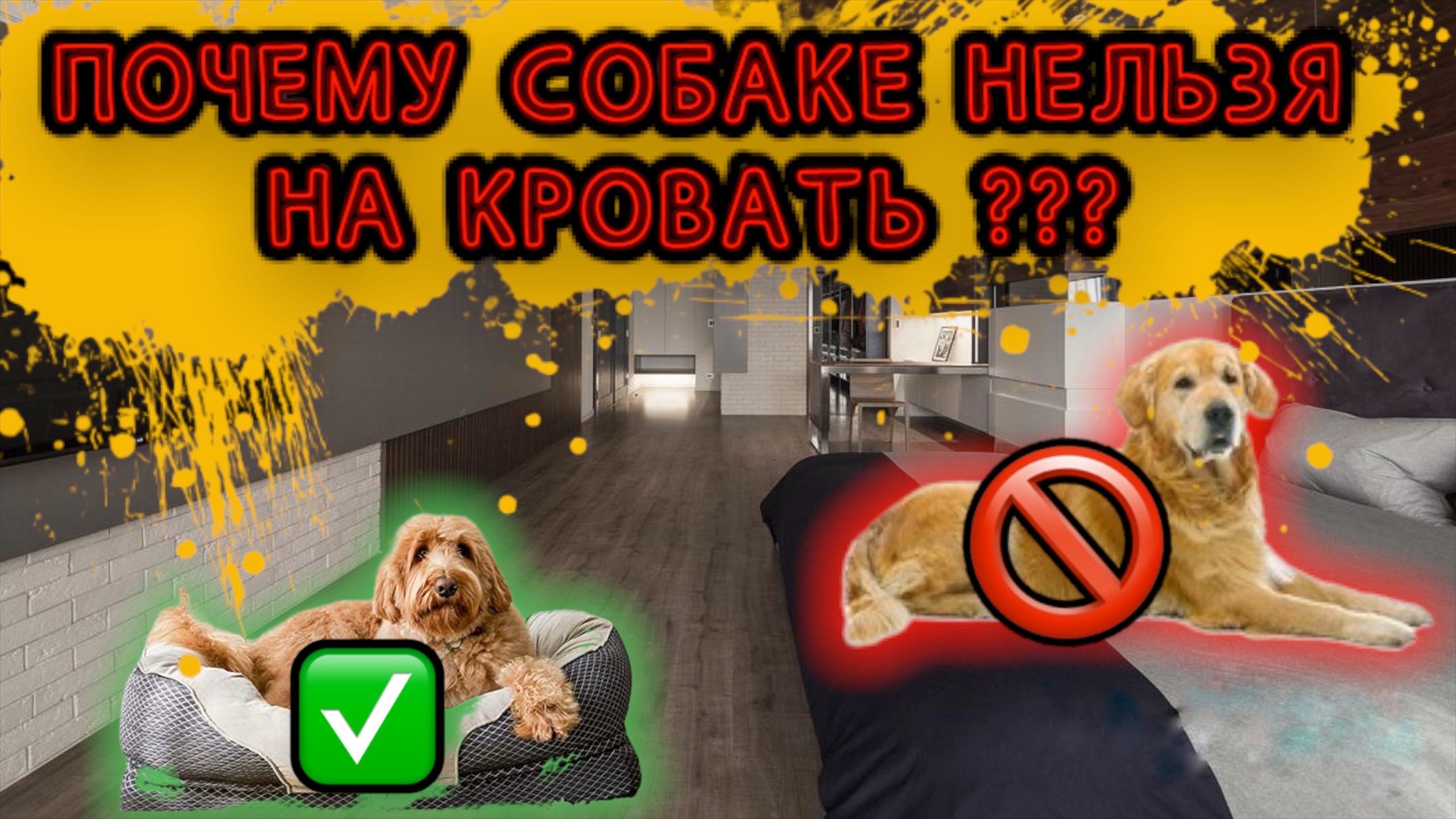 Почему нельзя собаке на кровать или диван ? смотреть онлайн