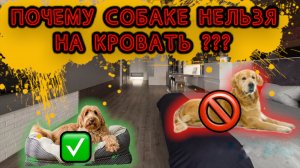 Почему нельзя собаке на кровать или диван ?
