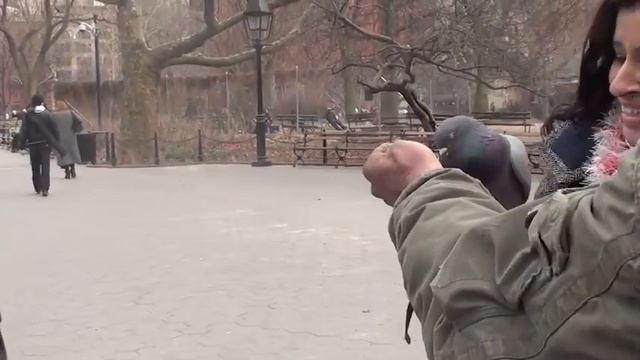 Wild Pigeons Attack Human! смотреть онлайн