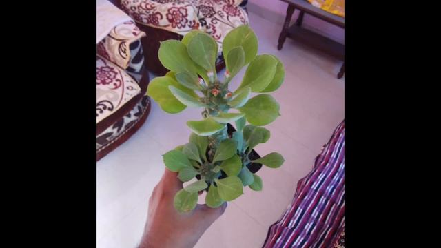 #succulant #cactus #haworthia #staraleo #pachypodium #monodenium #mammillaria cactus. смотреть онлайн