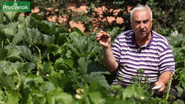 12 - ЙОД И БОРНАЯ КИСЛОТА — ДЛЯ БОЛЬШОГО УРОЖАЯ КАБАЧКОВ! Для лучшей завязи и против гнилей! смотреть онлайн