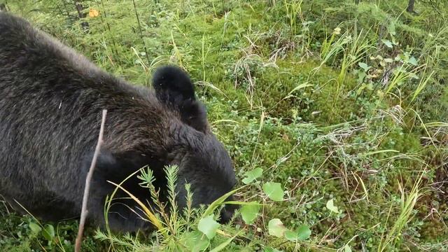 Кто топтал нашу ягоду? смотреть онлайн