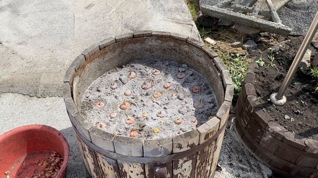 Сажаю гладиолусы в бочку. смотреть онлайн