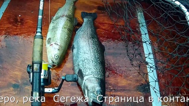 Сегозеро. Форель, начало сезона открытой воды. смотреть онлайн