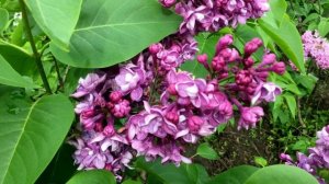 сорт сирени S v Violetta