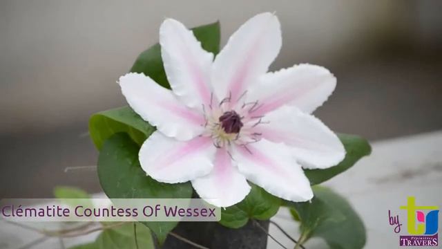 Clématite Countess Of Wessex™ 'Evipo073' - Pépinières TRAVERS - Spécialiste Des Plantes Grimpantes