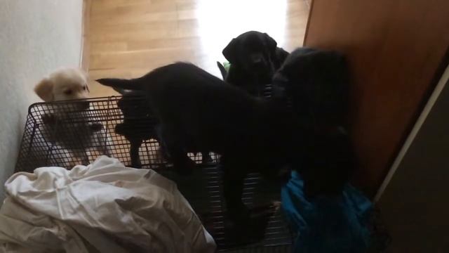 Жесть, суровые звуки лабрадора смотреть онлайн