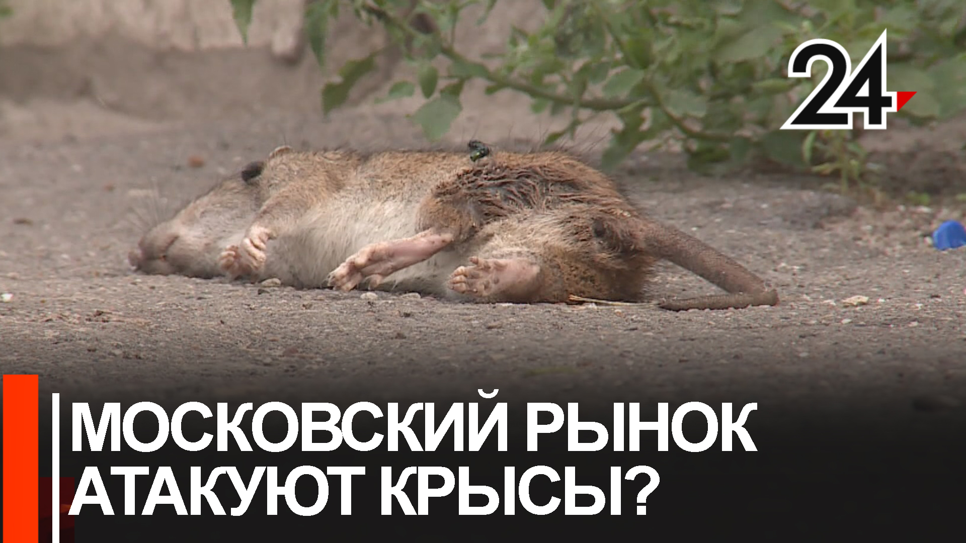Руководство Московского рынка заявило, что видео с крысами было снято не на их территории смотреть онлайн