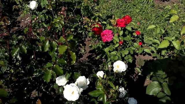 Роза Эл Ди Брейтуэйт - английская роза Д.Остина, Rose L D Braithwaite!