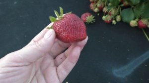 Мара Де Буа ремонтантная клубника