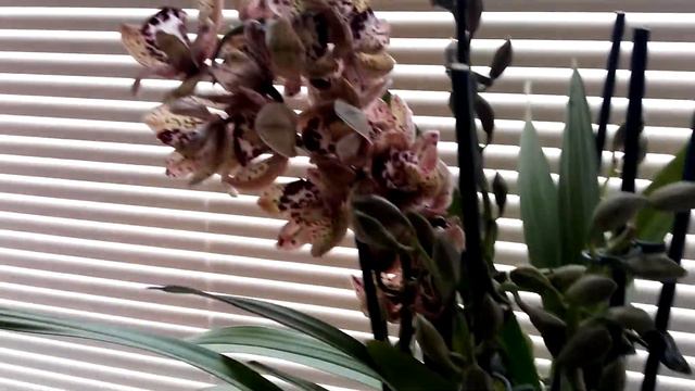 Cymbidium 