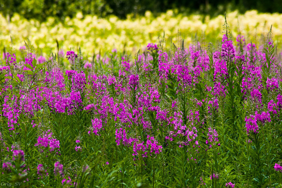 Иван-чай 2022 готов!.mp4 смотреть онлайн