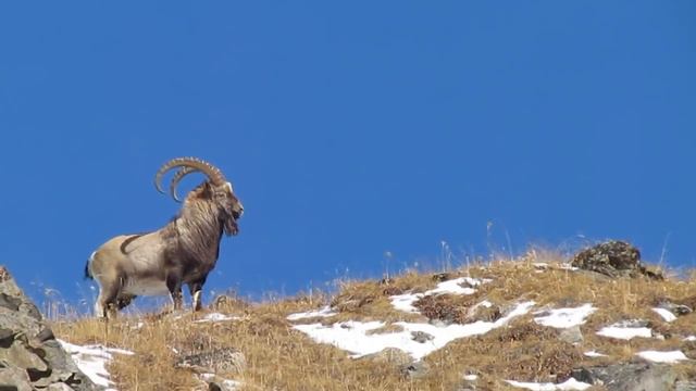 Красивый горний козерог! смотреть онлайн