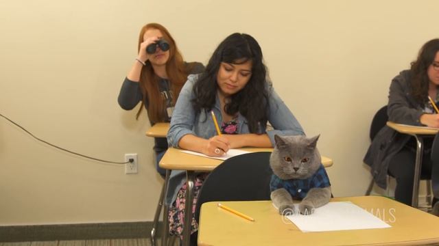 Pet Peeves: School Edition смотреть онлайн