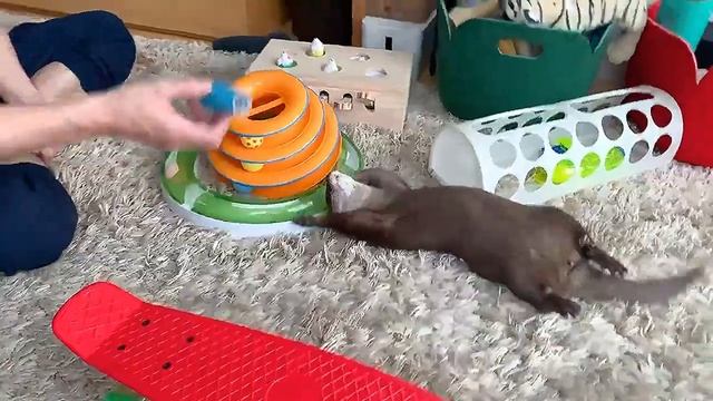 Игровые тренировки с выдрами. | Домашняя выдра. смотреть онлайн