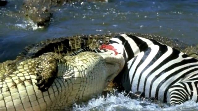 OS MAIORES JACARÉS E CROCODILOS DO MUNDO! QUANTO PESA E QUAL O TAMANHO QUE ESSES GIGANTES ALCANÇAM? смотреть онлайн
