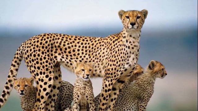 Звуки гепарда # cheetah sound смотреть онлайн