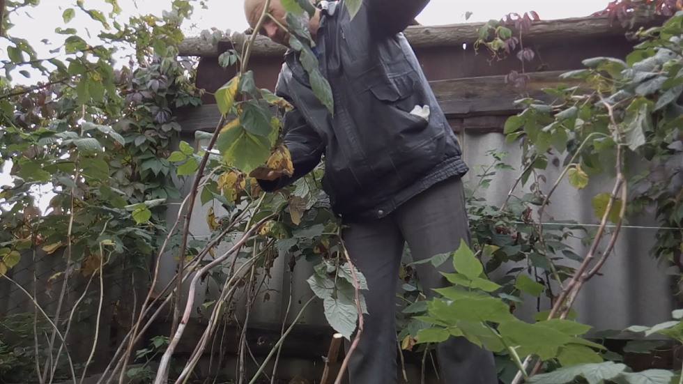 Уход за малиной. Малина осенью.Как обрезать малину осенью.Обрезка малины осенью.. mp4 смотреть онлайн