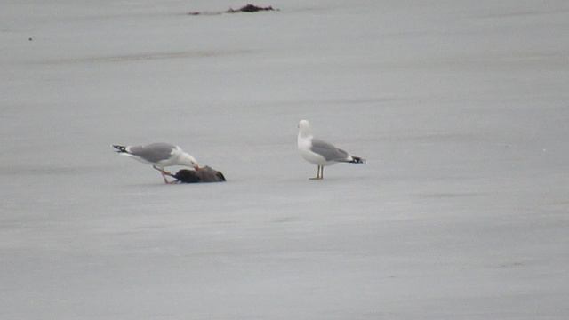 Серебристая чайка ест дохлую ворону смотреть онлайн