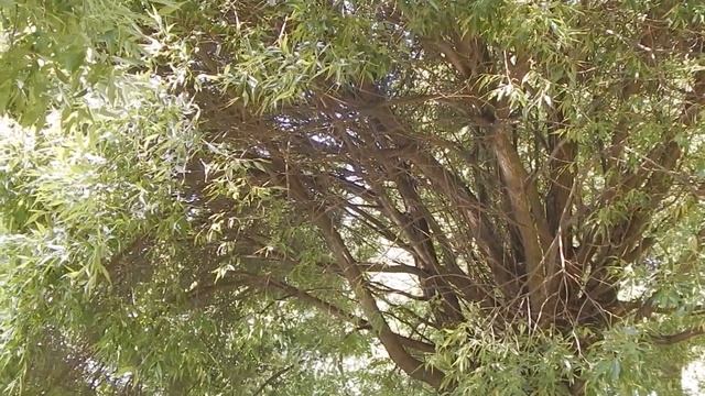 Царицыно. Усадьба Екатерины II. Прогулка. смотреть онлайн