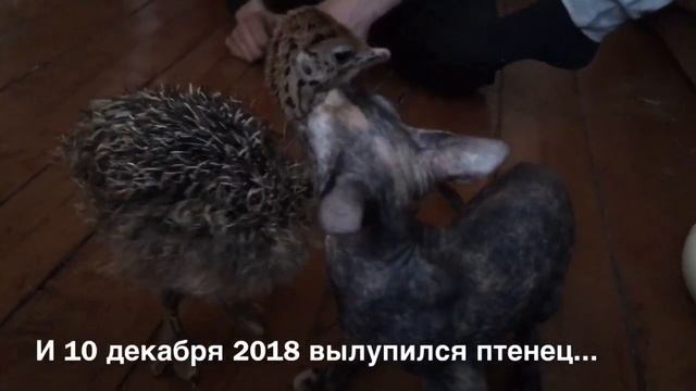 Птенец африканского страуса. Гриня смотреть онлайн