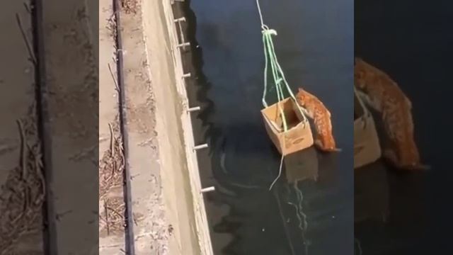 Операция по спасению котенка.mp4 смотреть онлайн