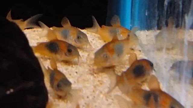 CORYDORAS VENEZUELA ORANGE WILD@Aquahuis import. смотреть онлайн