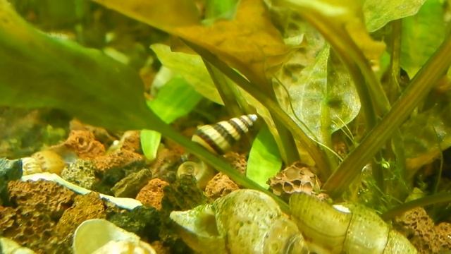 Aqua News №111.Хелена Пожирательница Улиток. смотреть онлайн