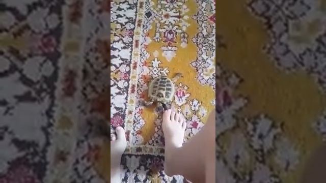 ШОК!!!!!! ЧЕРЕПАХА УКУСИЛА МЕНЯ ЗА ПАЛЕЦ!!!! смотреть онлайн