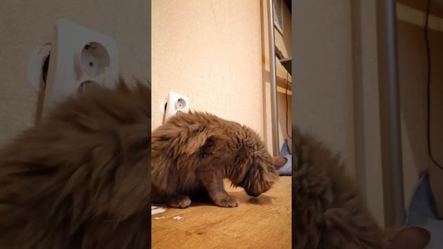 Учу много разных команд для котов|lakee ket tv смотреть онлайн