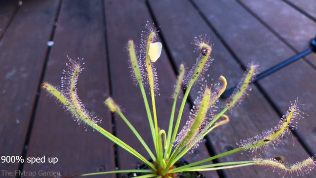 Feeding Cheese To A Carnivorous Plant