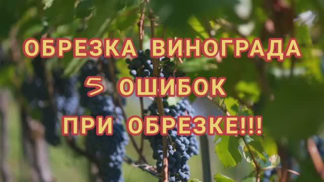Как обрезать виноград правильно_ ОБРЕЗКА ВИНОГРАДА. 5 ошибок при обрезке смотреть онлайн