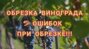 Как обрезать виноград правильно_ ОБРЕЗКА ВИНОГРАДА. 5 ошибок при обрезке
