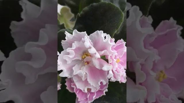 фиалка Суламифь в цвету смотреть онлайн