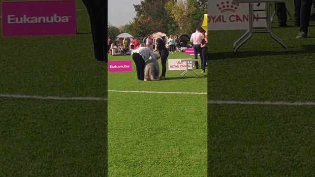 CACIB "КУБОК ЗОЛОТОГО КОЛЬЦА 2021" смотреть онлайн