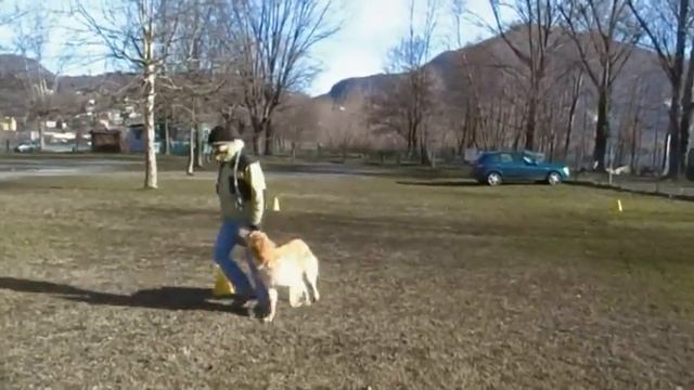 Hovawart Maya allenamente obedience смотреть онлайн
