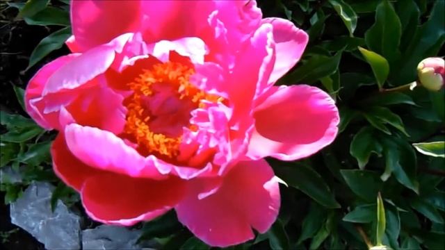 ПИОН - КОРОЛЬ ИЮНЬСКОГО ЦВЕТНИКА смотреть онлайн