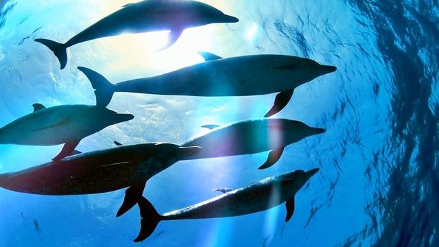 Интеграл ( Дальние материки ) Вокал Е. Белоусов