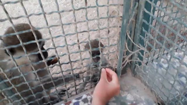 Минизоопарк в отеле Aladdin Beach Resort 4*, Хургада смотреть онлайн