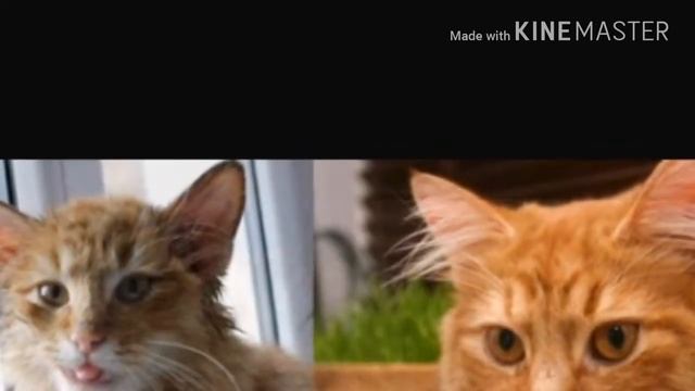 (Уродливый кот) стих. смотреть онлайн