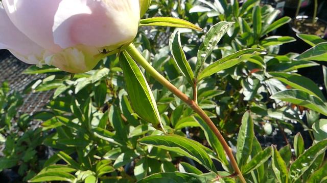 Paeonia lactiflora ´Miss America´ смотреть онлайн