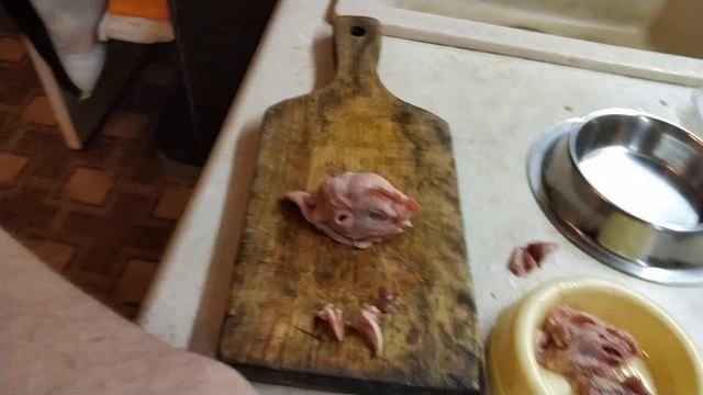 Куриные головы для кота и кошки смотреть онлайн