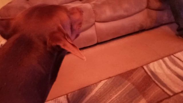 how protective is your Doberman Pinscher this is only a test смотреть онлайн