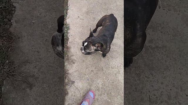 обрезка винограда с французским шредером🤣 смотреть онлайн